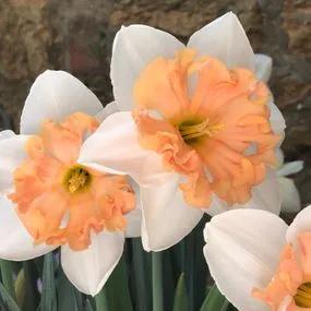 Hungarian Rhapsody Daffodil (Narcissus Hungarian Rhapsody) Img 1